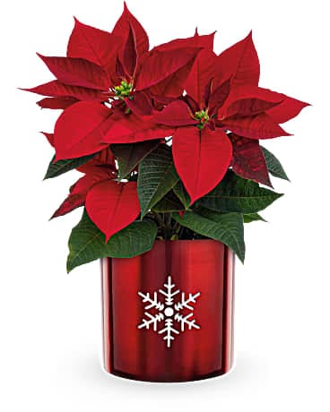 Teleflora's Snowflake Poinsettia